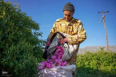 جشنواره گل محمدی در میمند فارس