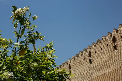 عطر خوش بهار نارنج شیراز