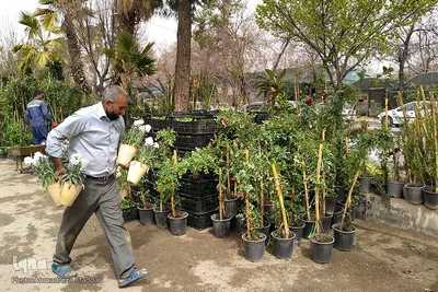 بازار گل شیراز‎‎