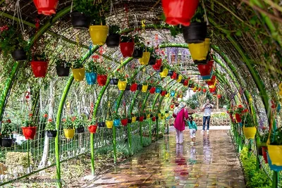 هشتمین جشنواره لاله کرج‎‎