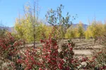 گذری بر پاییز