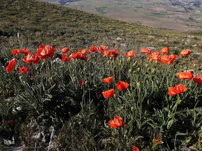 طبیعت زیبای قوشاداغ در اهر