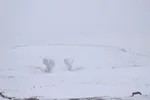 زمستان در بهار منطقه ارسباران