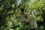 تولید زنبور عسل در منطقه ارسباران