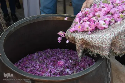 جشنواره گل محمدی در خانه تاریخی پورحسینی‌های شهر سمنان