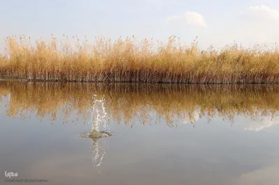 بحران آب در هریس