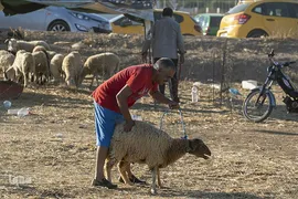 بازار فروش دام در عید سعید قربان کشورهای اسلامی