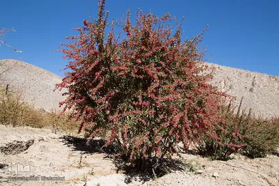 برداشت زرشک در خراسان‌جنوبی