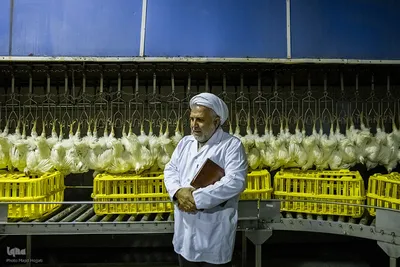 تولید ملی گوشت مرغ و حمایت از مناطق کم‌برخوردار
