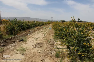 دانه‌های طلایی زرشک در کویر خراسان‌‌جنوبی