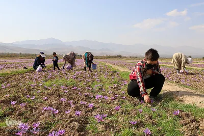 مرند قطب تولید زعفران شمالغرب کشور
