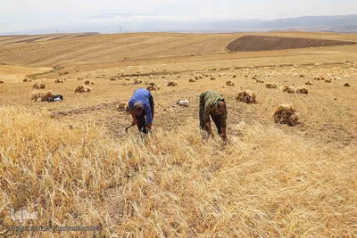 فصل برداشت گندم بزرگترین نعمت الهی از مزارع منطقه ارسباران