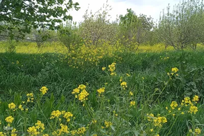 طبیعت بهاری رودخانه اهرچای در شهرستان اهر