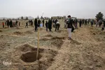 پویش سراسری درختکاری - مشهد
