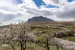 سامان شهر شکوفه‎های بهاری
