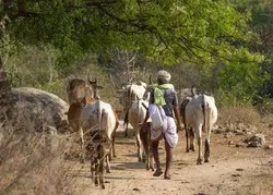 Inde : un fermier musulman tué par des hindous
