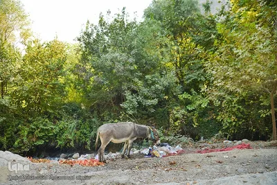انارچینی در روستای گردشگری شیوند