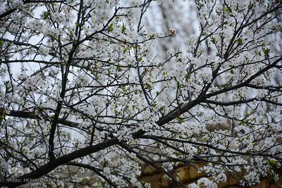 طبیعت بهاری شهرستان محلات
