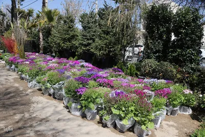 بازار گل شیراز‎‎ در آستانه سال نو