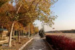 پاییز شگفت‌انگیز در اصفهان