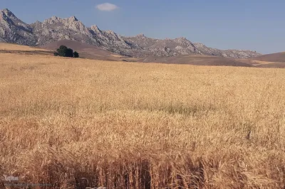 برداشت خوشه های طلایی - شهرستان اهر