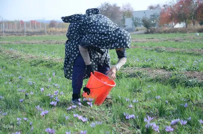 مرند قطب طلای سرخ آذربایجان شرقی