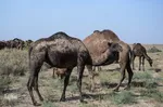تور رسانه‌ای بازدید از دستاوردهای کشاورزی و دامپروری شهرستان اسکو‎