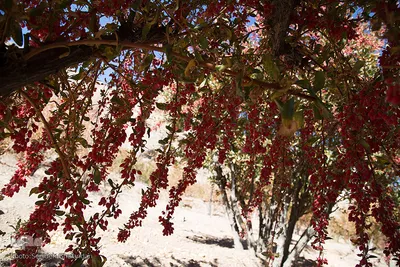 برداشت زرشک در خراسان‌جنوبی
