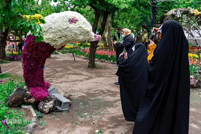 جشنواره لاله‌های آسارا‎‎
