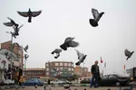 چهارراه کبوترها‎‎