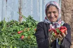 برداشت سنتی فلفل روستاهای بخش بیارجمند شاهرود‎‎