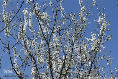 نرم نرمک می‌رسد اینک بهار
