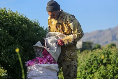 جشنواره گل محمدی در میمند فارس