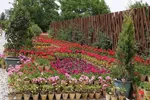اردیبهشت باغ گل های شیراز‎‎