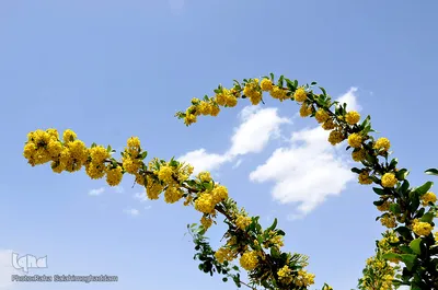 رویش شکوفه های زرشک در بیرجند