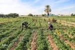 روستای شعیبیه که محل کاشت گل‌هایی مانند آفتابگردان، شب بو، همیشه بهار و نرگس و همچین سبزیجات در استان خوزستان است.
