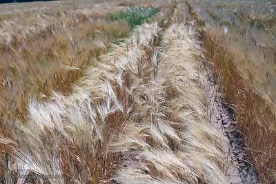 دستهای برکت در فصل درو
