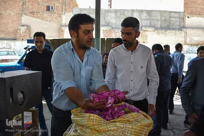 برداشت گل‌محمدی در آذربایجان شرقی