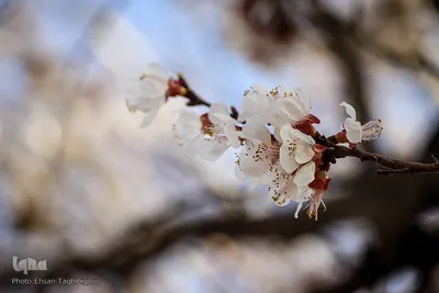 شکوفه های بهاری در زنجان