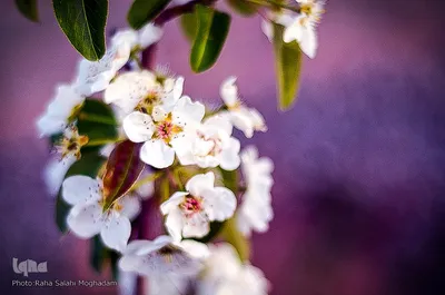 جلوه ای از زیبایی فصل بهار در بیرجند