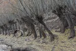 قاب طلایی پاییز در شهمیرزاد