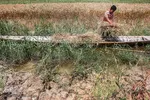 برداشت گندم از مزارع زیر آب شادگان 