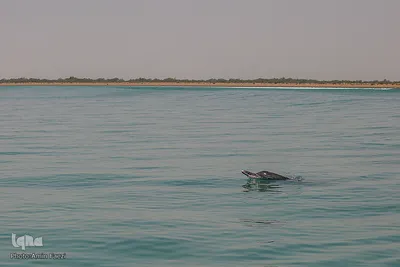 طبیعت صفر مرزی چابهار