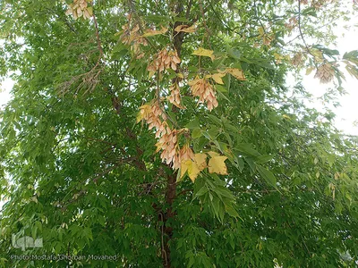 خودنمایی فصل خزان در اولین روزهای فصل پاییز