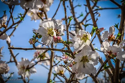 جلوه ای از زیبایی فصل بهار در بیرجند