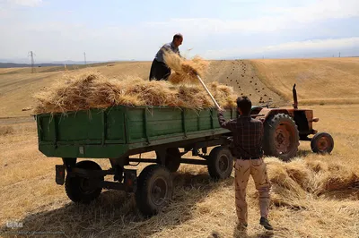 برداشت خوشه های طلایی - شهرستان اهر
