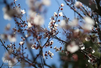 شکوفه‌های بهاری