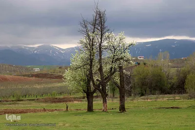 شکوفه های پیرترین درختان اهر