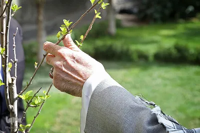 کاشت نهال توسط مقام معظم رهبری در هفته منابع طبیعی
