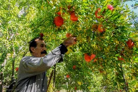 برداشت انارِ «قصردشت» شیراز‎
